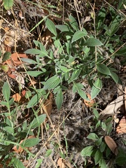 Phacelia imbricata