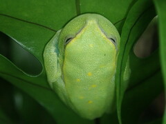 Sphaenorhynchus lacteus