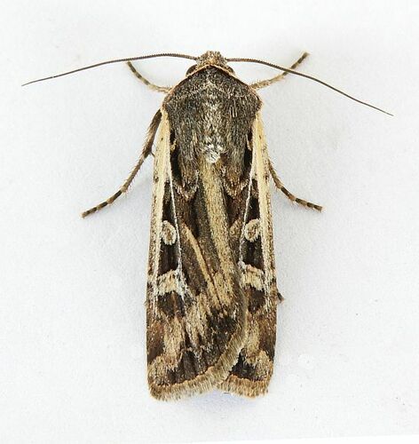Army Cutworm Moth photo 4