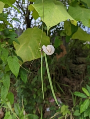 Centrosema pubescens