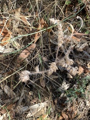 Phacelia imbricata