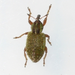 Hypera nigrirostris