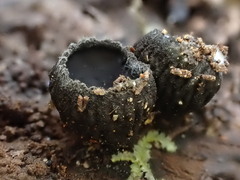 Plectania rhytidia