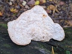 Amaropostia stiptica