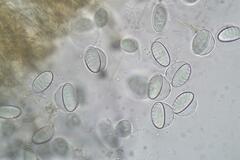 Plectania rhytidia