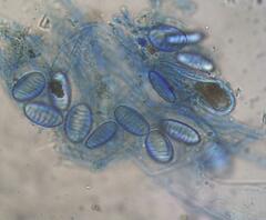 Plectania rhytidia