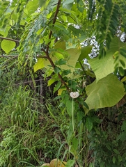 Centrosema pubescens