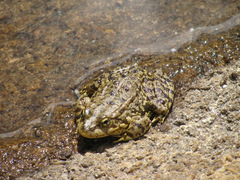 Rana muscosa