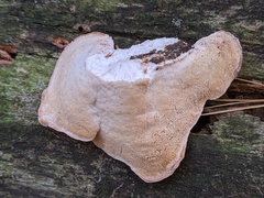 Amaropostia stiptica