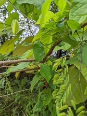 Centrosema pubescens