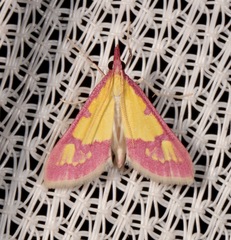Choristostigma roseopennalis