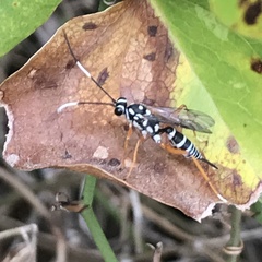 Agonocryptus discoidaloides