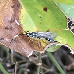 Agonocryptus discoidaloides