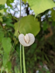 Centrosema pubescens