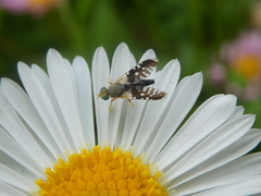 Spathulina acroleuca