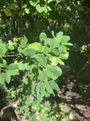 Pithecellobium unguis-cati