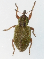 Hypera nigrirostris