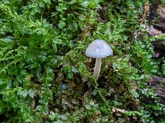 Mycena subcaerulea