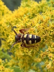 Colpa octomaculata
