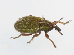 Hypera nigrirostris