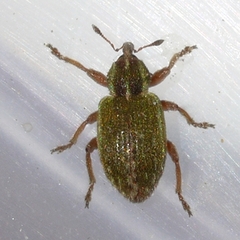 Hypera nigrirostris