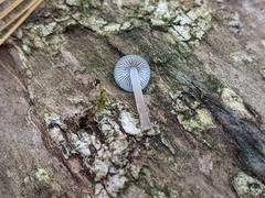 Mycena subcaerulea