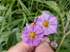 Solanum tuberosum