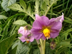 Solanum tuberosum