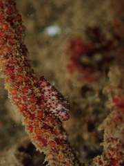 Crenavolva leopardus