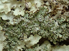 Menegazzia nothofagi