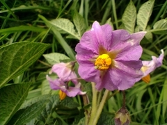Solanum tuberosum