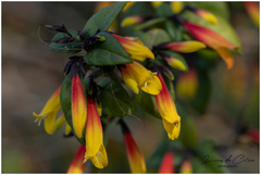 Justicia floribunda