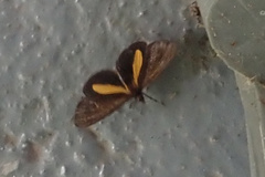 Virbia medarda