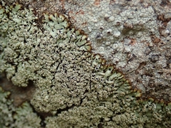 Menegazzia nothofagi