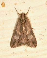 Melipotis jucunda