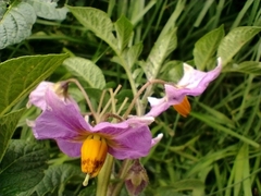 Solanum tuberosum