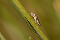 Homalodisca elongata