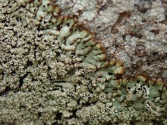 Menegazzia nothofagi