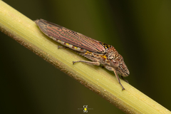 Homalodisca elongata