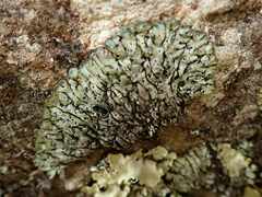 Menegazzia aeneofusca