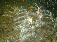 Macrorhynchia philippina