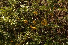 Crataegus mexicana