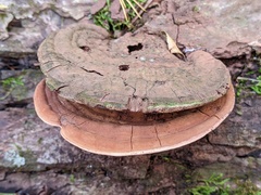 Ganoderma lobatum