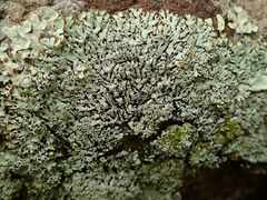 Menegazzia nothofagi