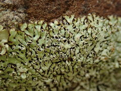 Menegazzia nothofagi