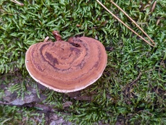 Ganoderma lobatum
