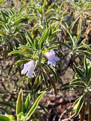 Eremophila freelingii