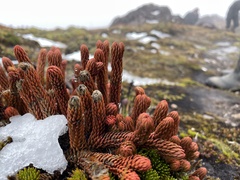 Phlegmariurus crassus