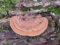Ganoderma lobatum