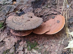 Ganoderma lobatum